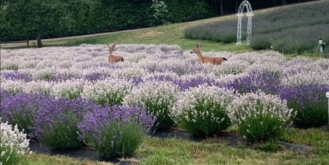 You Can Cut Your Own Flowers At The Festive Crescent Valley Lavender Farm In Washington