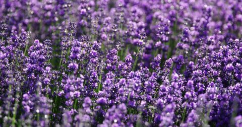 The Lavender Festival In Indiana That’s Unlike Any Other