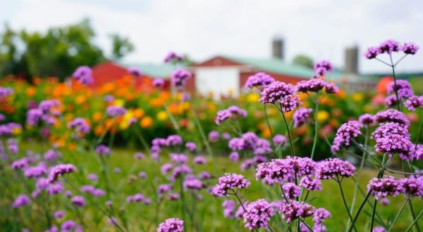 A Colorful U-Pick Flower Farm, Flower Bee In Wisconsin Is Like Something From A Dream