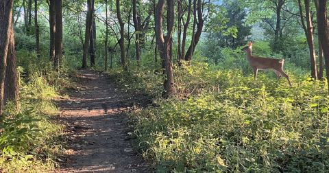 The Indiana Forest Trail That Holds Long Forgotten Secrets Of Nature
