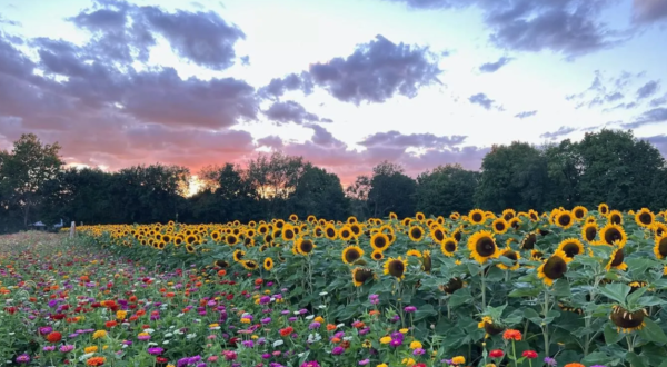 Pick Your Own Sunflowers At This Charming Farm In Michigan