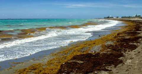 A Gigantic Seaweed Blob Bigger Than The Entire U.S. Is Headed Straight For Florida