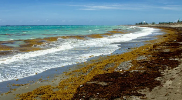 A Gigantic Seaweed Blob Bigger Than The Entire U.S. Is Headed Straight For Florida