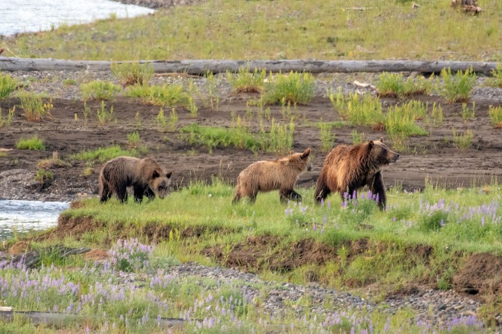 Three Grizzly bears (mother sow and two 1 1/2 year old cubs) beside the Lamar River in northwestern Wyoming. Yellowstone National Park, USA. Nearest cities are Bozeman and Billings, Montana.