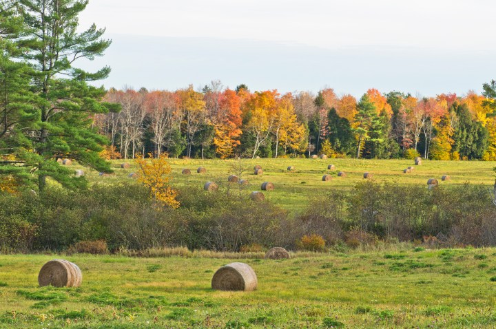 hay field in Durham, Maine