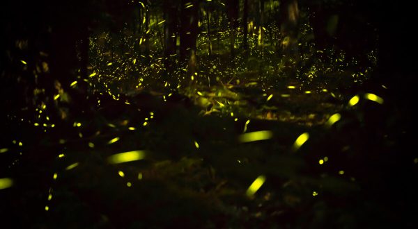 This Firefly Phenomenon In West Virginia Will Enchant You In The Best Way Possible