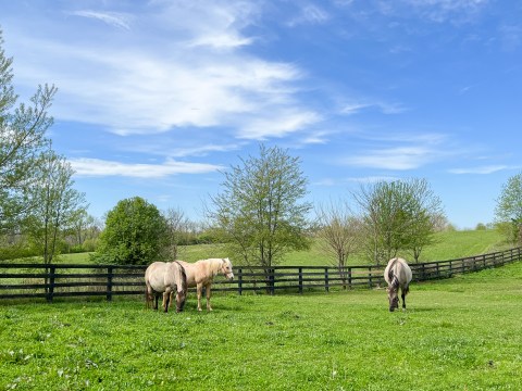 Meet Derby Horses And Enjoy A Relaxing Getaway In Shelby County, Kentucky