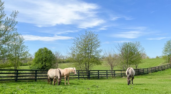 Meet Derby Horses And Enjoy A Relaxing Getaway In Shelby County, Kentucky