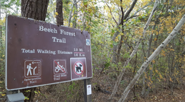 Beech Forest Trail In Provincetown, Massachusetts Is So Little-Known, You Just Might Have It All To Yourself