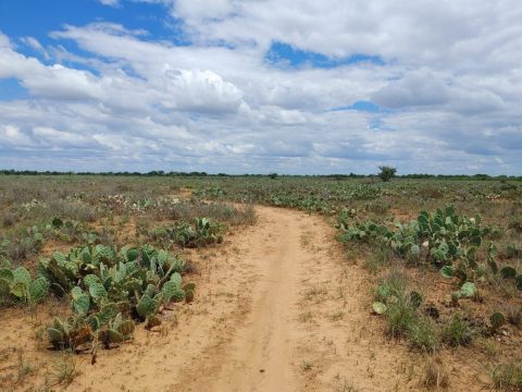 Walk Along Pre-Dinosaur Tracks On This Short And Easy Hiking Trail In Texas