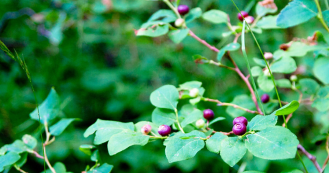 The 5 Best Places To Go Huckleberry Picking In Idaho This Summer