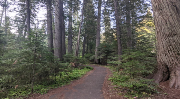 This Ancient Cedar Grove Is One Of The Most Underrated Destinations In Idaho