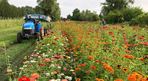 A Colorful U-Pick Flower Farm, GardenView Flower Farm In Ohio Is Like Something From A Dream