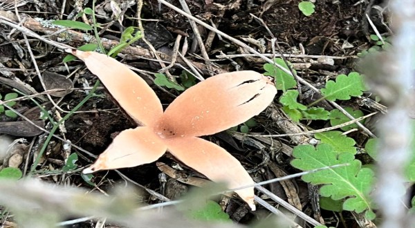 A Rare Hissing Mushroom Was Found At Inks Lake State Park In Texas