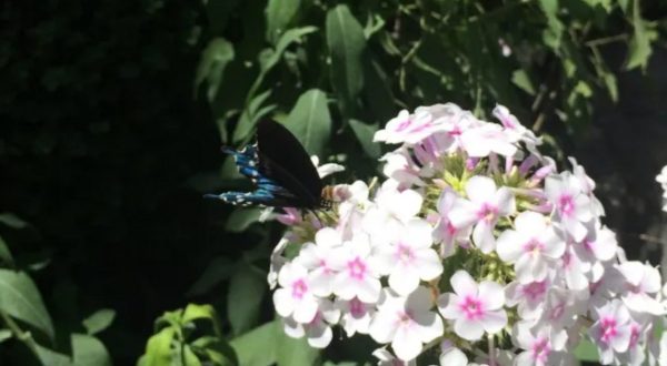 Few People Know There’s A Secret Butterfly Garden At One Of Texas’ Most Popular Swimming Holes