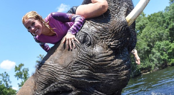 REDIRECTED You Can Swim With Bubbles The Elephant At Myrtle Beach Safari In South Carolina