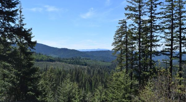 The Beautiful Forest Hike In Idaho That Will Completely Mesmerize You