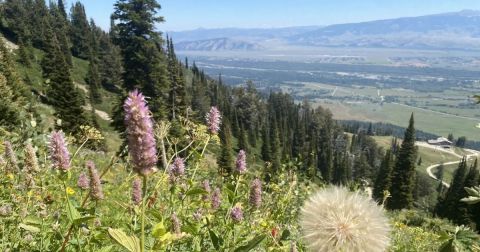 Few People Know About This Wyoming Wildflower Trail