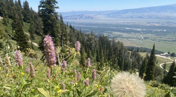 Few People Know About This Wyoming Wildflower Trail