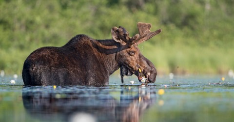 The North Country Moose Festival Is Small-Town Charm Wrapped Up Into One Event