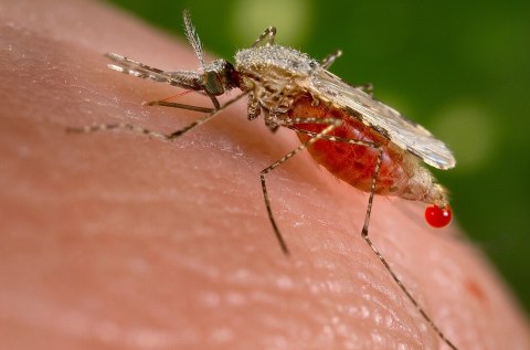 Texas Reports Its First Locally-Contracted Case Of Malaria In Nearly 20 Years