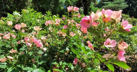 Perhaps The State's Best Hidden Treasure, Hardly Anyone Knows This Incredible Rose Garden Exists In New Jersey