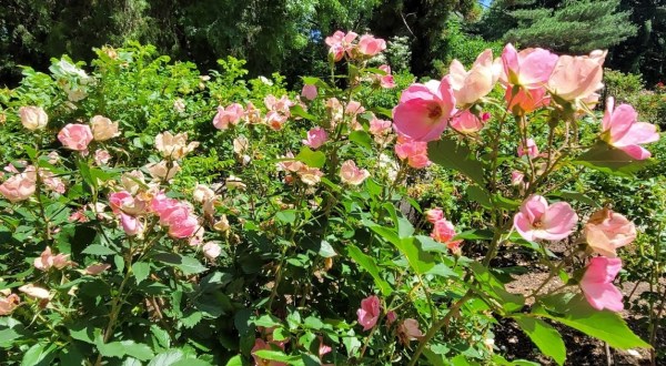 Perhaps The State’s Best Hidden Treasure, Hardly Anyone Knows This Incredible Rose Garden Exists In New Jersey