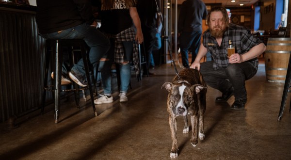 The Dog-Friendly Brewery In Illinois That Just Might Be Your New Favorite Hangout