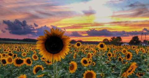 Frolic Through Fields Of Flowers And Fruit In New Jersey At Happy Day Farm's Summer Festivities