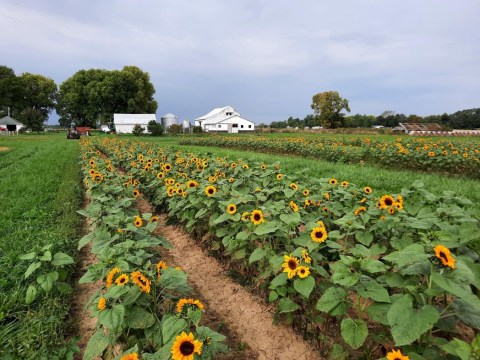This Indiana Farm Is One Of The Best Places To View Summer Sunflowers