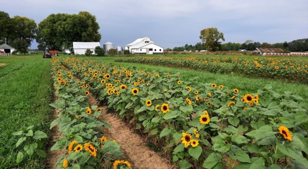 This Indiana Farm Is One Of The Best Places To View Summer Sunflowers
