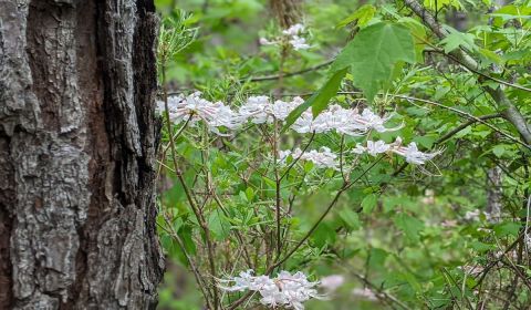 This Louisiana Hiking Trail Is One Of The Best Places To View Summer Wildflowers