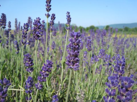 Sip Fine Wines And Celebrate All Things Purple At The Best Lavender Festival In Tennessee