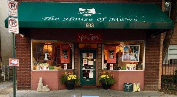 Both A Cat Sanctuary And A Store, Tennessee’s House Of Mews Is The Cutest Day Trip Destination
