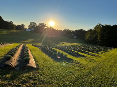 This Beautiful Lavender Farm In Tennessee Is Like A Dream Come True