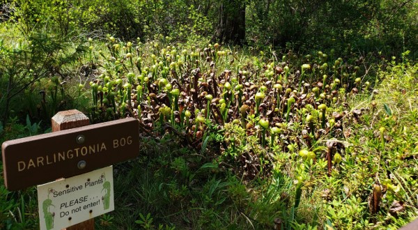 The Cobra Lily Forest In Northern California That’s The Perfect Family Destination