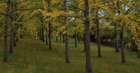Perhaps The State's Best Hidden Treasure, Hardly Anyone Knows This Massive Ginkgo Grove In Virginia Exists