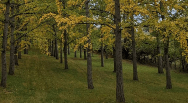 Perhaps The State’s Best Hidden Treasure, Hardly Anyone Knows This Massive Ginkgo Grove In Virginia Exists