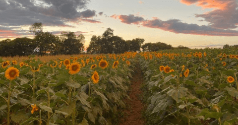 Wander Through 40 Types Of Sunflowers At This Summer Sunflower Festival In Virginia