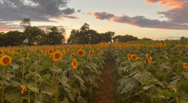 Wander Through 40 Types Of Sunflowers At This Summer Sunflower Festival In Virginia