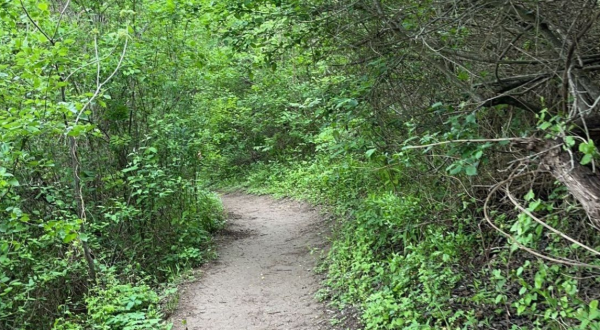 Walk Through A Sea Of Greenery When You Visit The Guadalupe Park South Trail In Texas