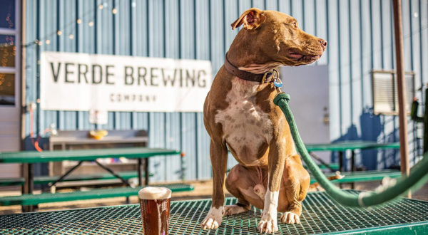 The Dog-Friendly Brewery In Arizona That Just Might Be Your New Favorite Hangout