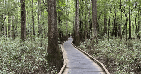 18 Best Hikes In South Carolina: The Top-Rated Hiking Trails To Visit In 2024