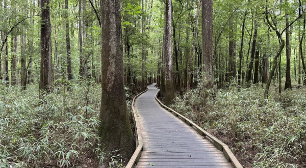 18 Best Hikes In South Carolina: The Top-Rated Hiking Trails To Visit In 2024