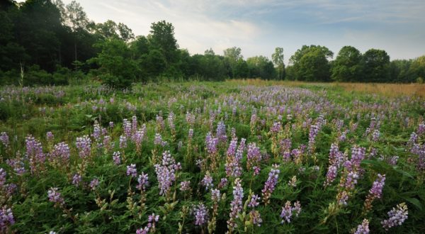 The 1,400-Acre Kitty Todd Nature Preserve In Lucas County, Ohio, Is A Wondrous Sea Of Wildflowers