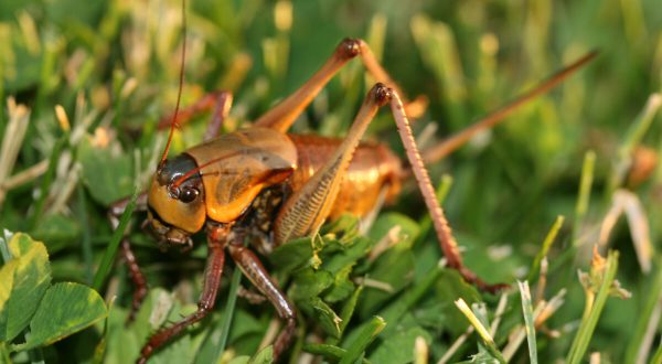 Mormon Crickets Are Back In Colorado And They Are Coming In Massive Swarms