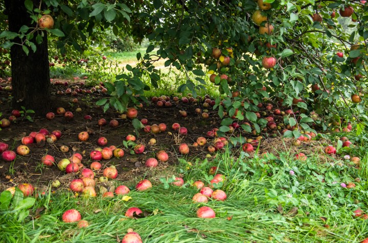Apple farm in Minnesota, fall apples