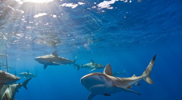 Here Are Your Chances Of Being Attacked By A Shark In The U.S.: Breaking Down The Statistics