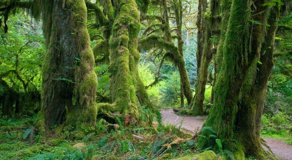 18 Best Hikes in Washington: The Top-Rated Hiking Trails to Visit in 2024