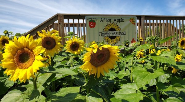 Frolic Through A Stunning Sunflower Field In Minnesota At The Afton Apple Orchard Flower Festival